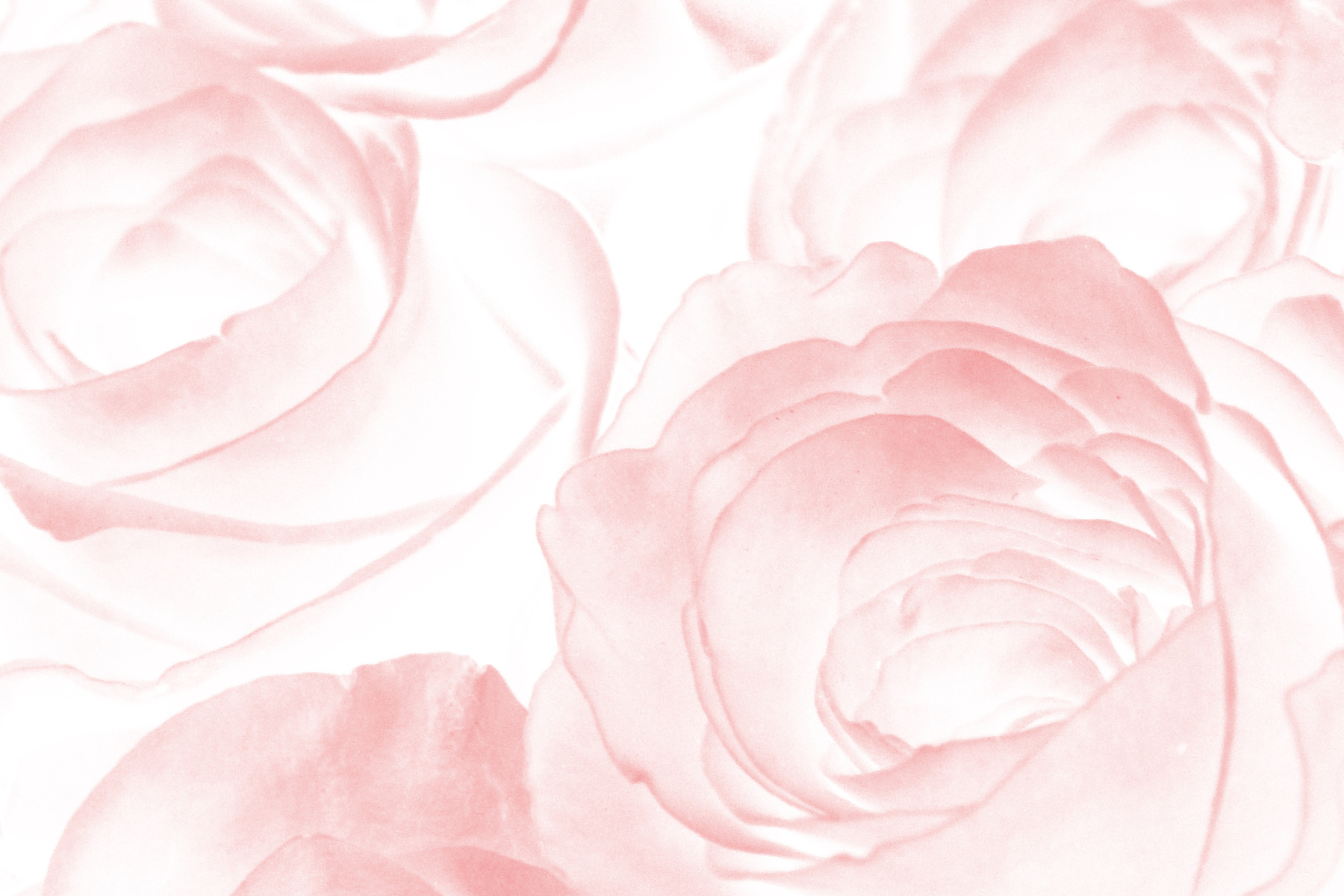 Rose flower background